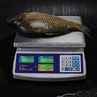Весы торговые настольные M-ER 329 AC-32.5 IP67 "Fisher" LСD